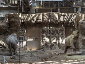 円山動物園　🐘